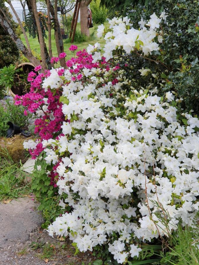 Bed and Breakfast Couloumine breizh Saint-Aignan  Exterior foto